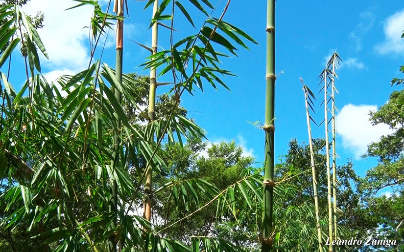 BAMBU2